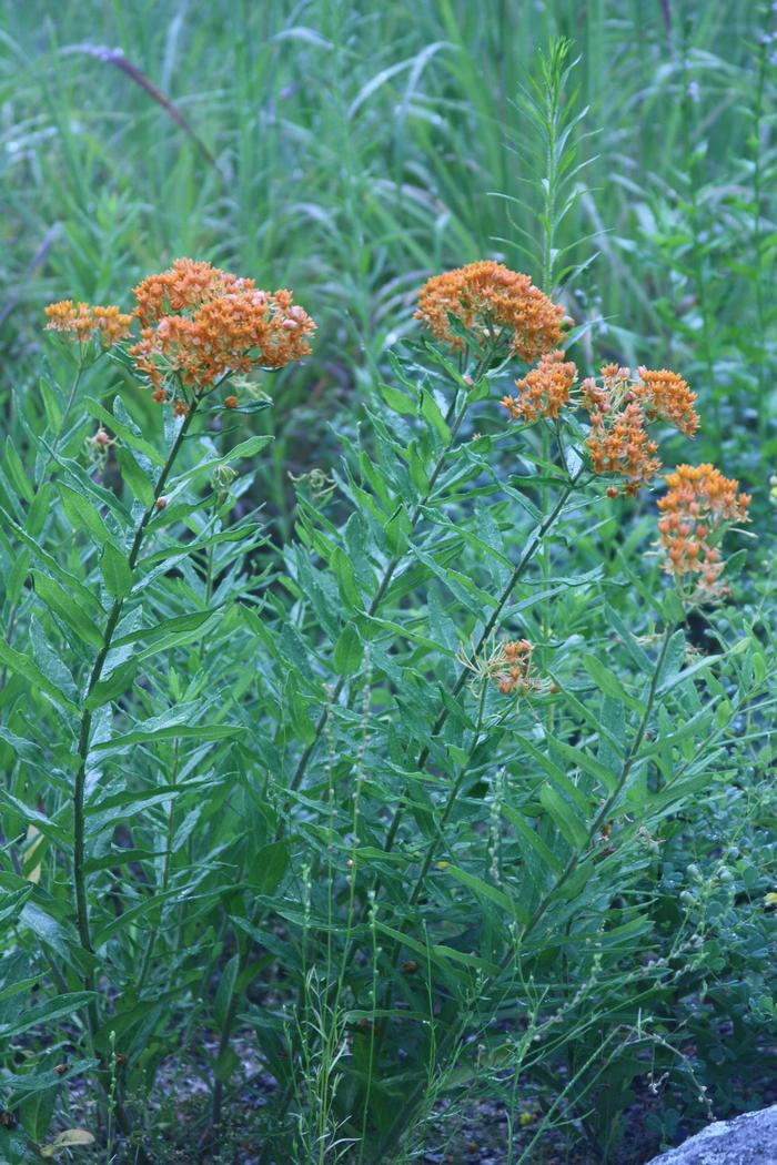 butterfly milkweed Asclepias tuberosa from New England Wild Flower Society