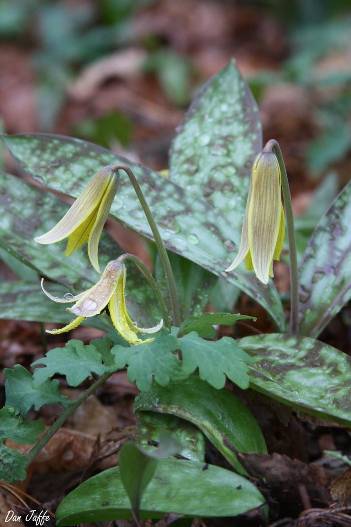 trout lily Erythronium americanum from New England Wild Flower Society