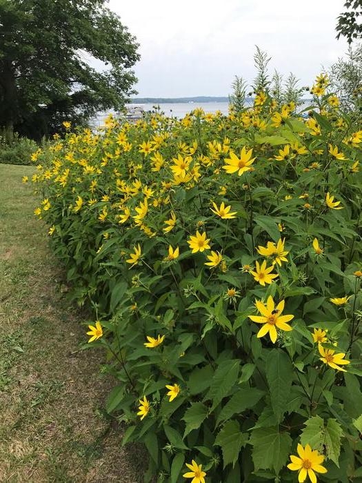 woodland sunflower Helianthus divaricatus from New England Wild Flower Society