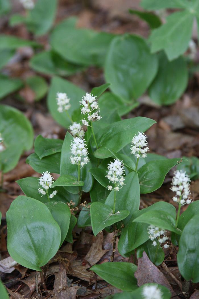 Canada mayflower, wild lily of the valley Maianthemum canadense from