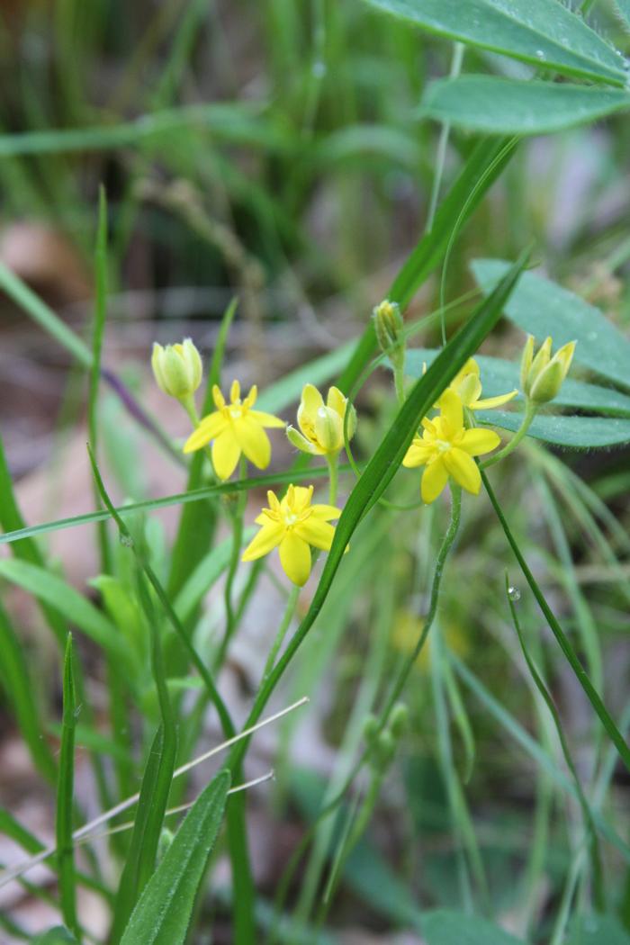 yellow star flower Hypoxis hirsuta from New England Wild Flower Society