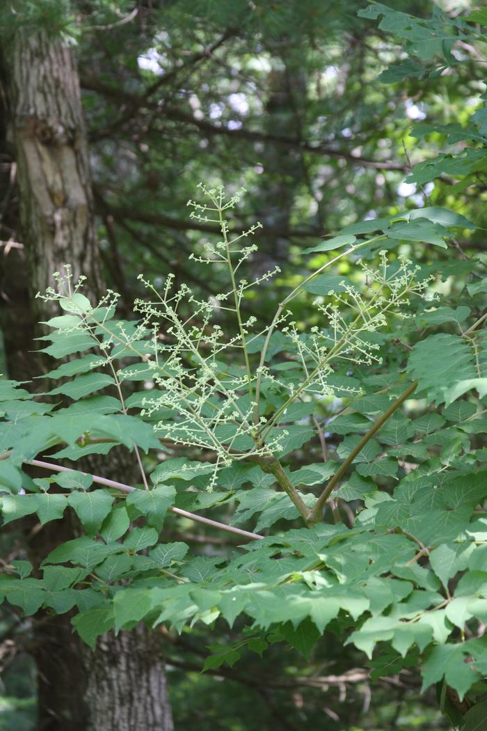 devil's walking stick Aralia spinosa from New England Wild Flower Society