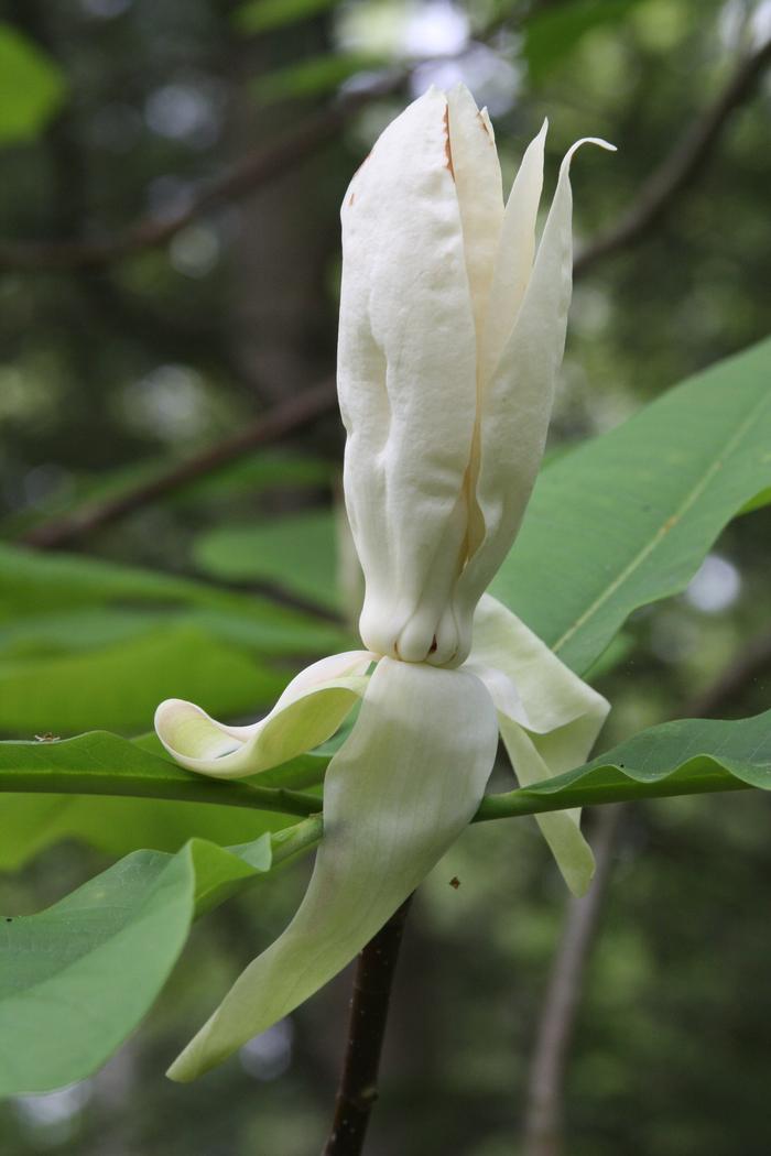 umbrella tree Magnolia tripelata from New England Wild Flower Society