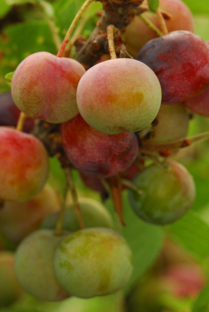beach plum Prunus maritima from New England Wild Flower Society