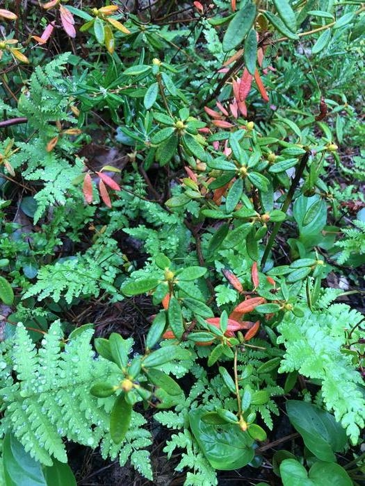 Edible Plants Labrador at Milla Slessor blog