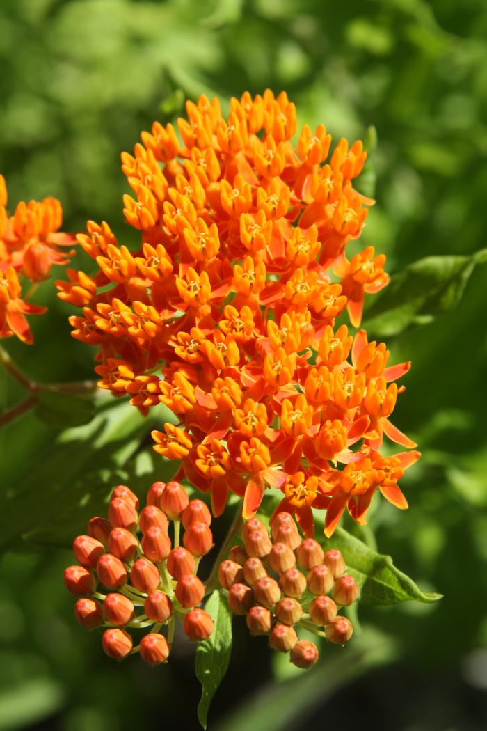 butterfly milkweed Asclepias tuberosa from New England Wild Flower Society