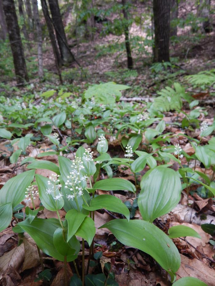 Canada mayflower, wild lily of the valley Maianthemum canadense from