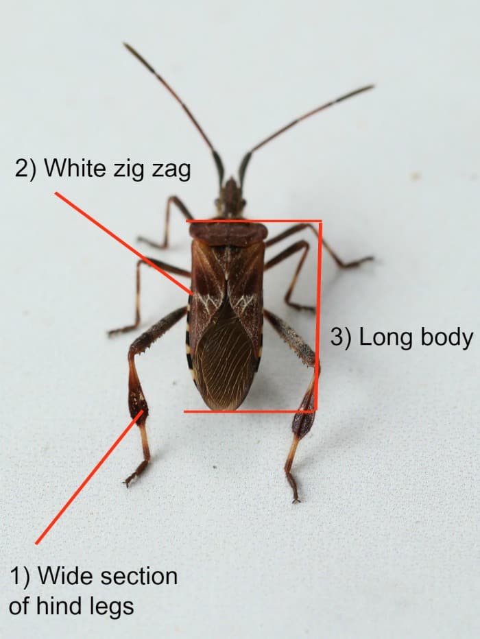 The Conifer Seed Bug Identify, Prevent, and Remove Plant for Success