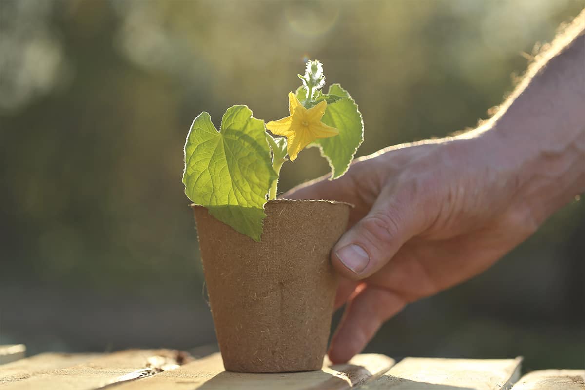 What Size Grow Bag for Cucumbers? Plantglossary