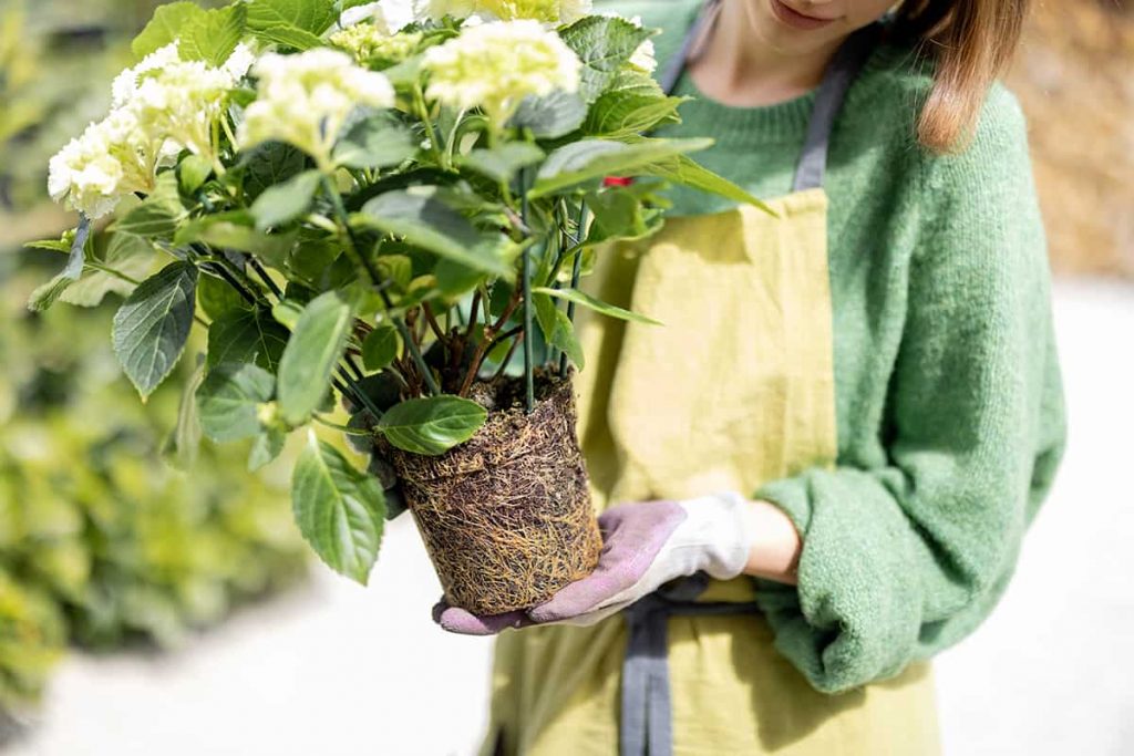 How Deep Are Hydrangea Roots? Plantglossary