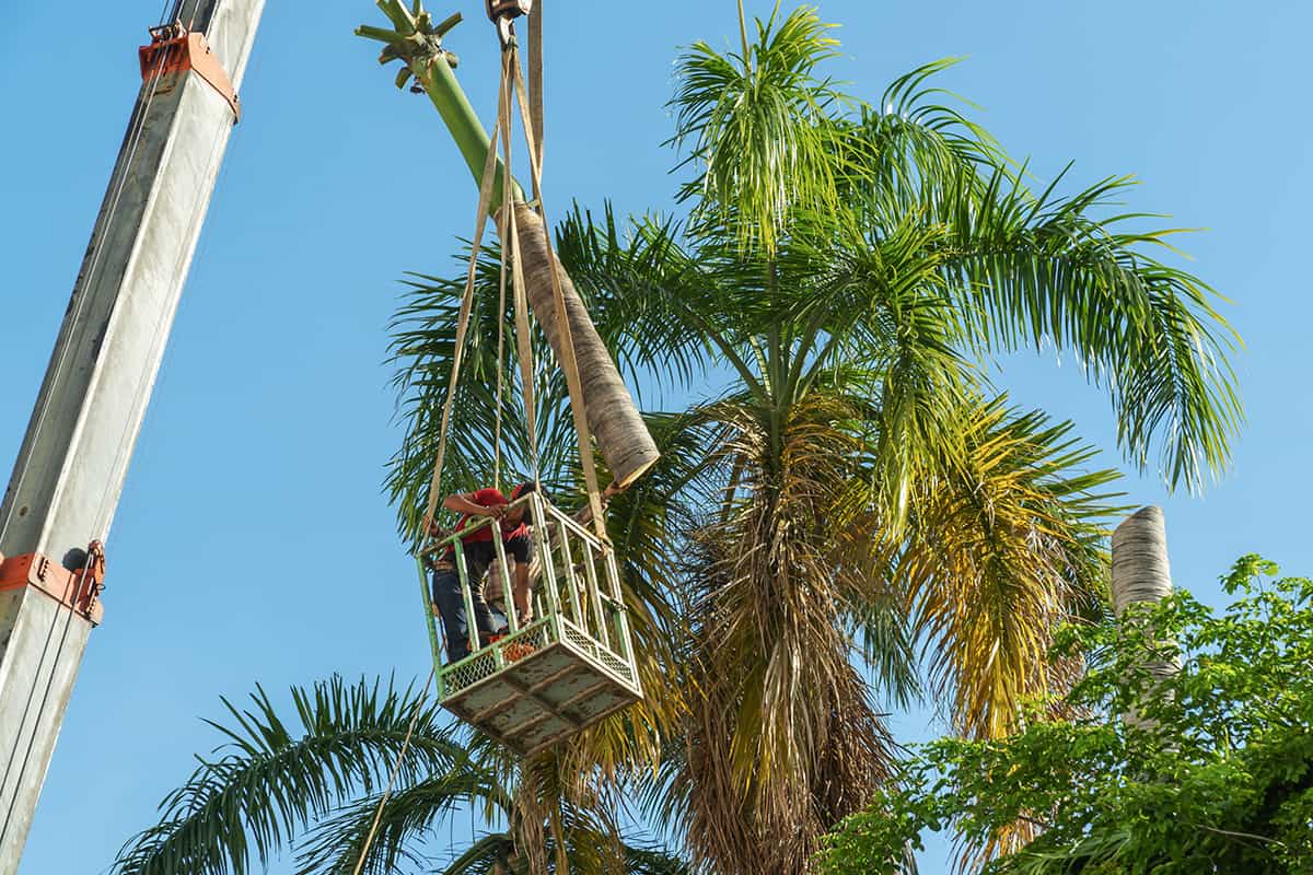 How Much Does It Cost to Remove a Palm Tree? Plantglossary