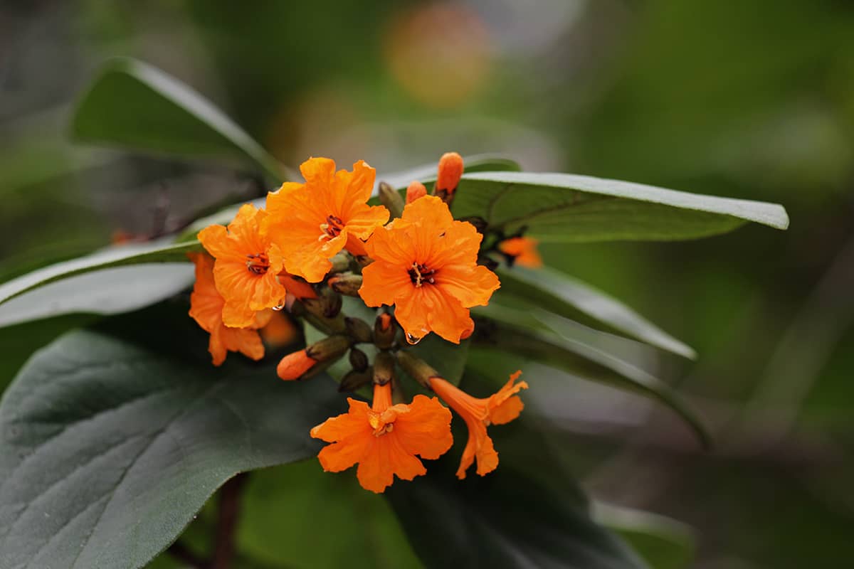 9 Trees with Orange Flowers (with Pictures) Plantglossary