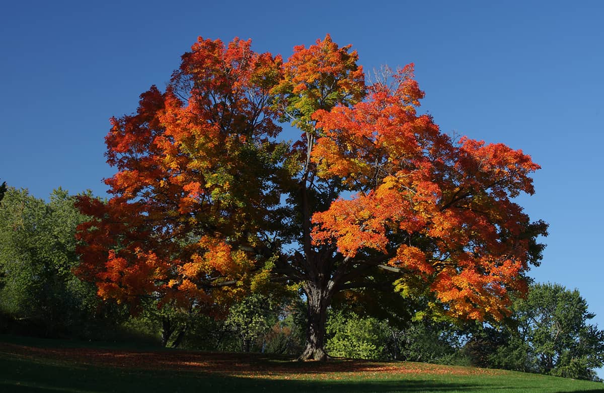 How Long Do Maple Trees Live? Plantglossary