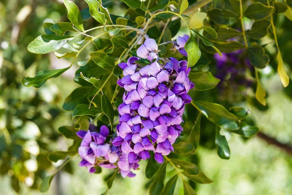 8 Beautiful Purple Flowering Trees In Spring (with Photos) Plantglossary