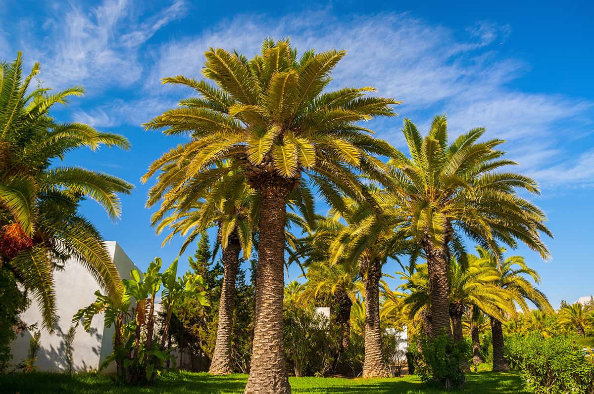 How to Grow and Care For a Date Palm Tree Plantglossary