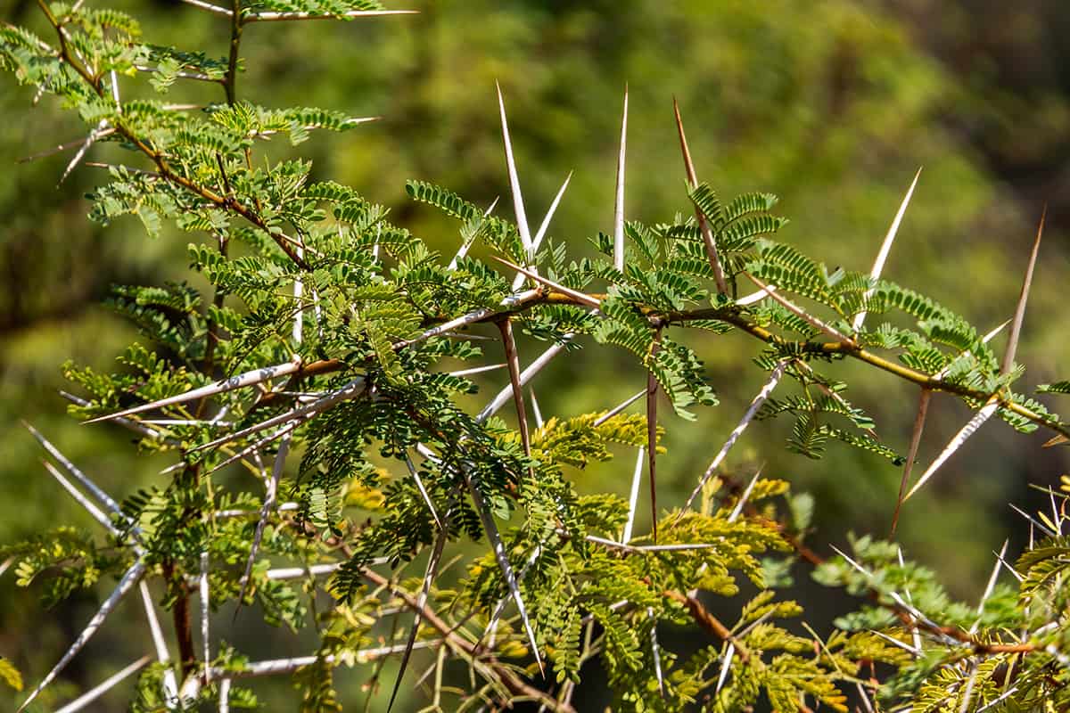 What Are the Types of Trees with Thorns? Plantglossary