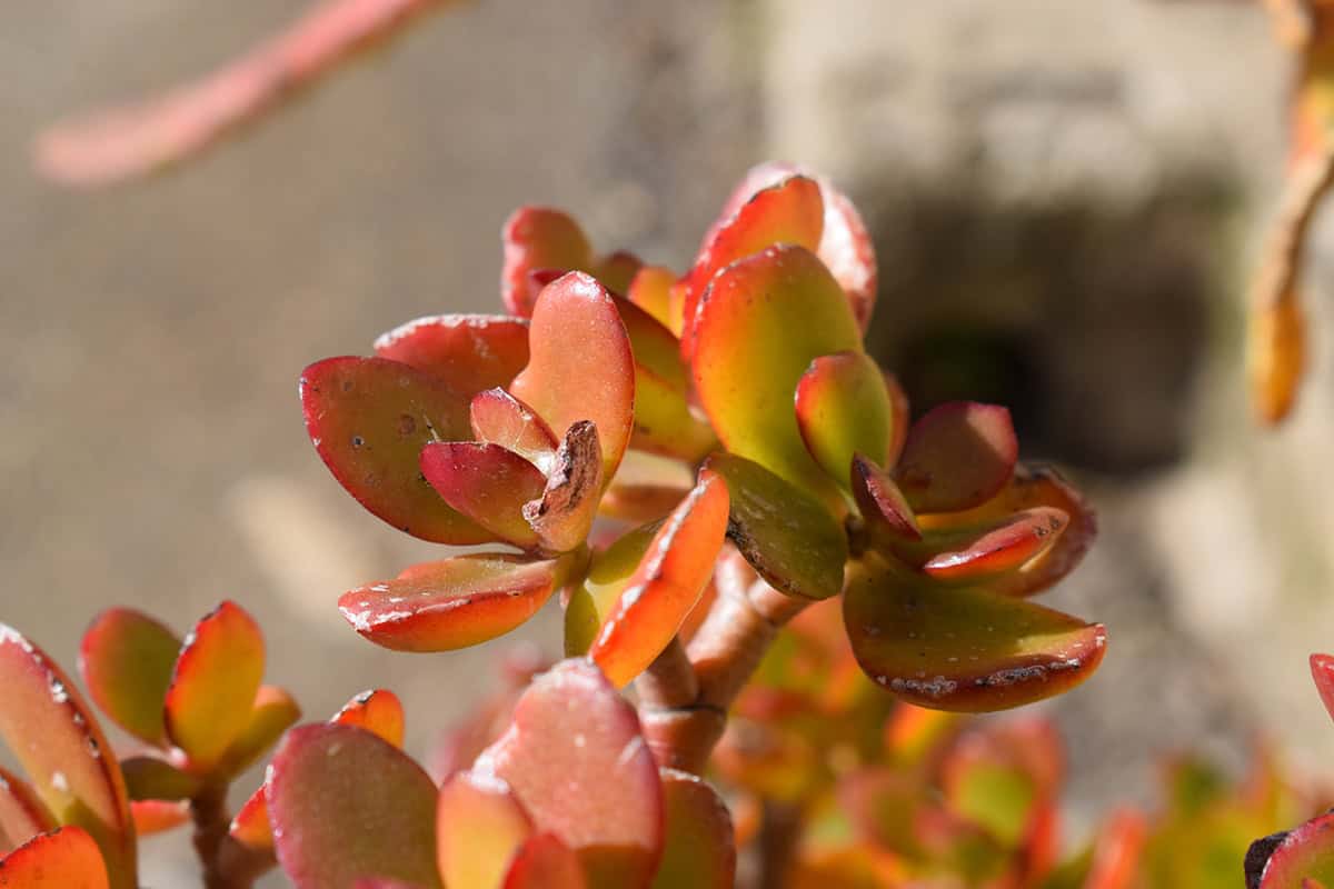 How to Get Red Tips on a Jade Plant Plantglossary