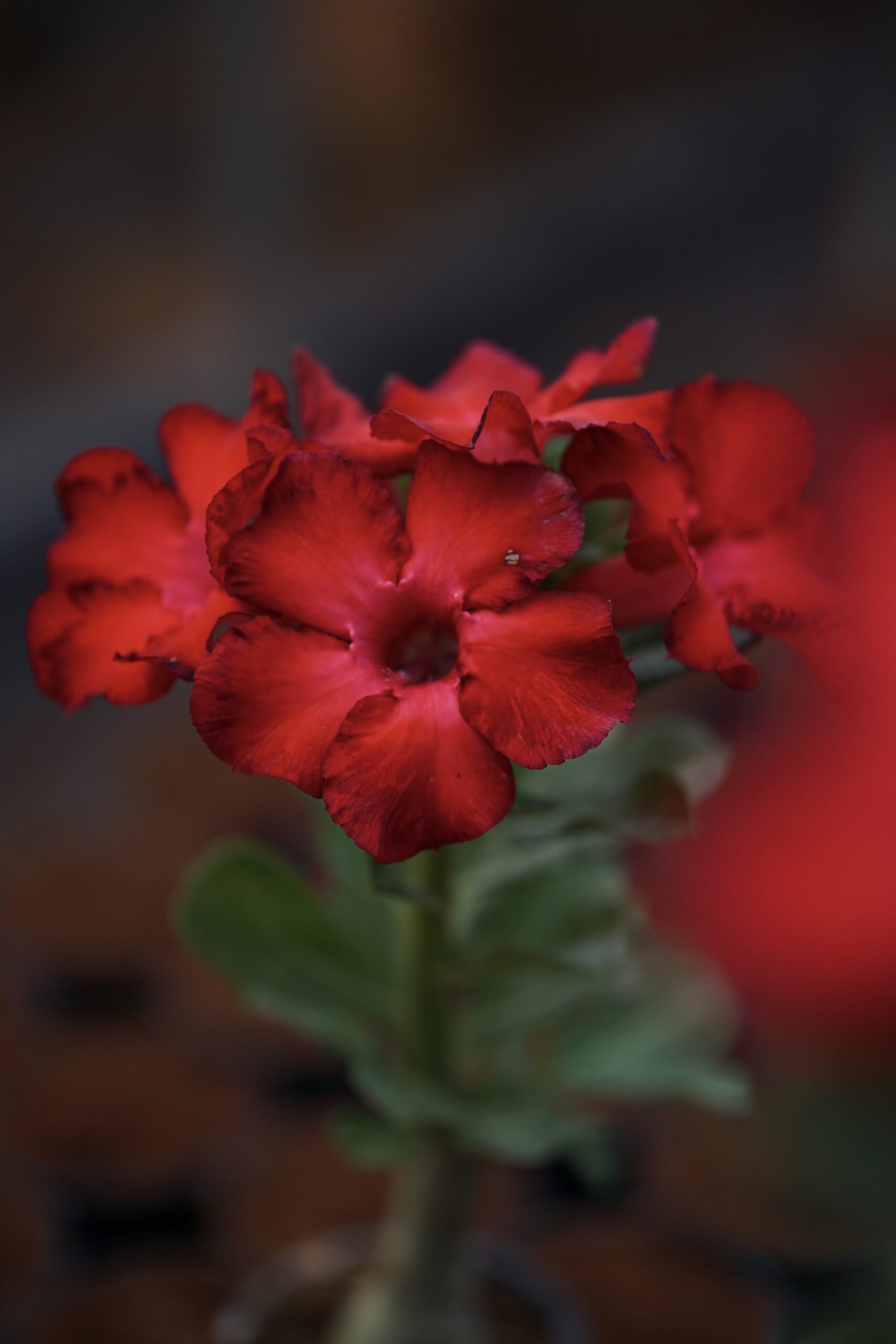 Bunchy Red (Single Petal Dark Red Adenium Bonsai Plant) Plantgoon