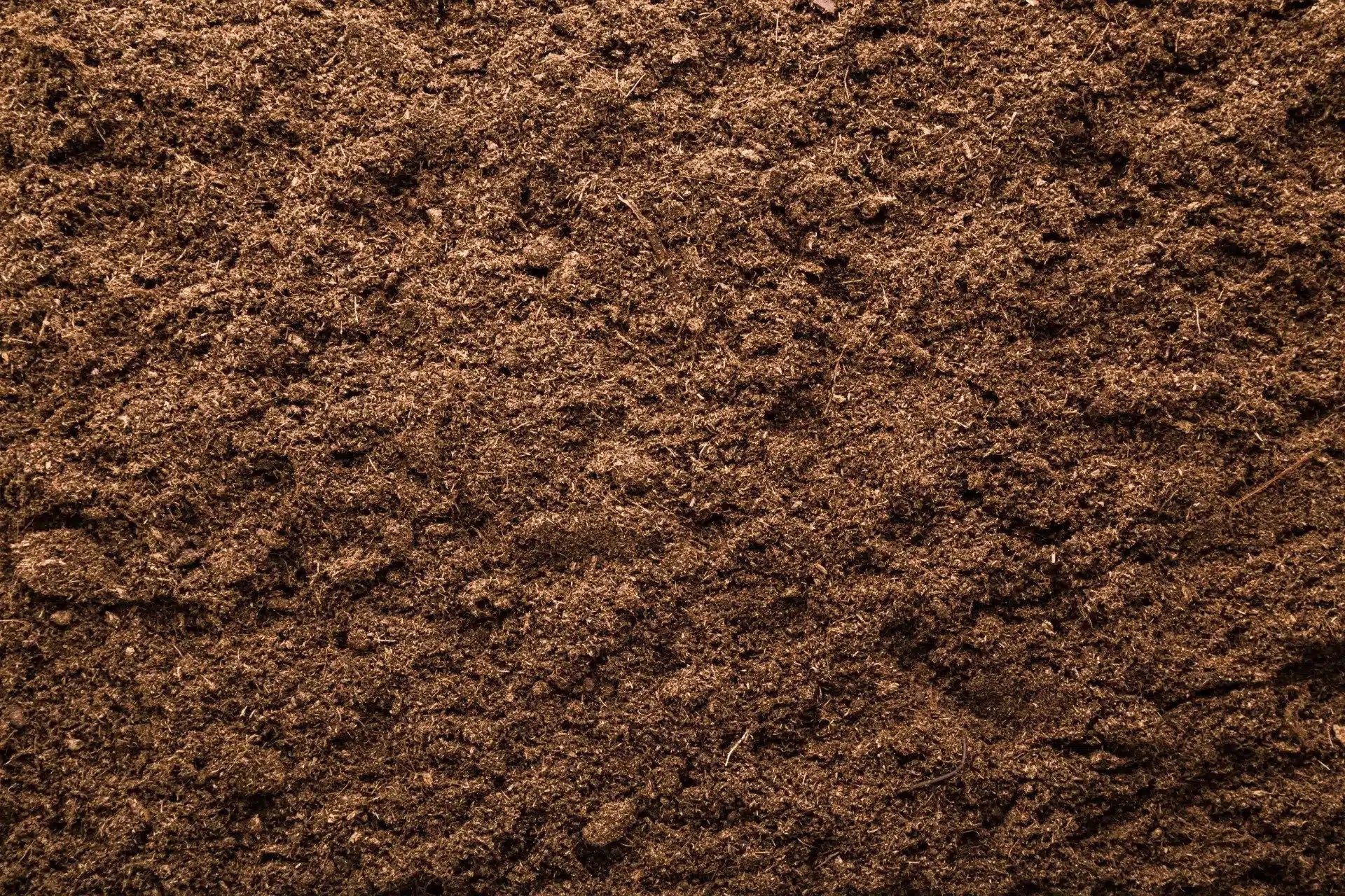 Everything you Need to Know About Peat PlantGrow