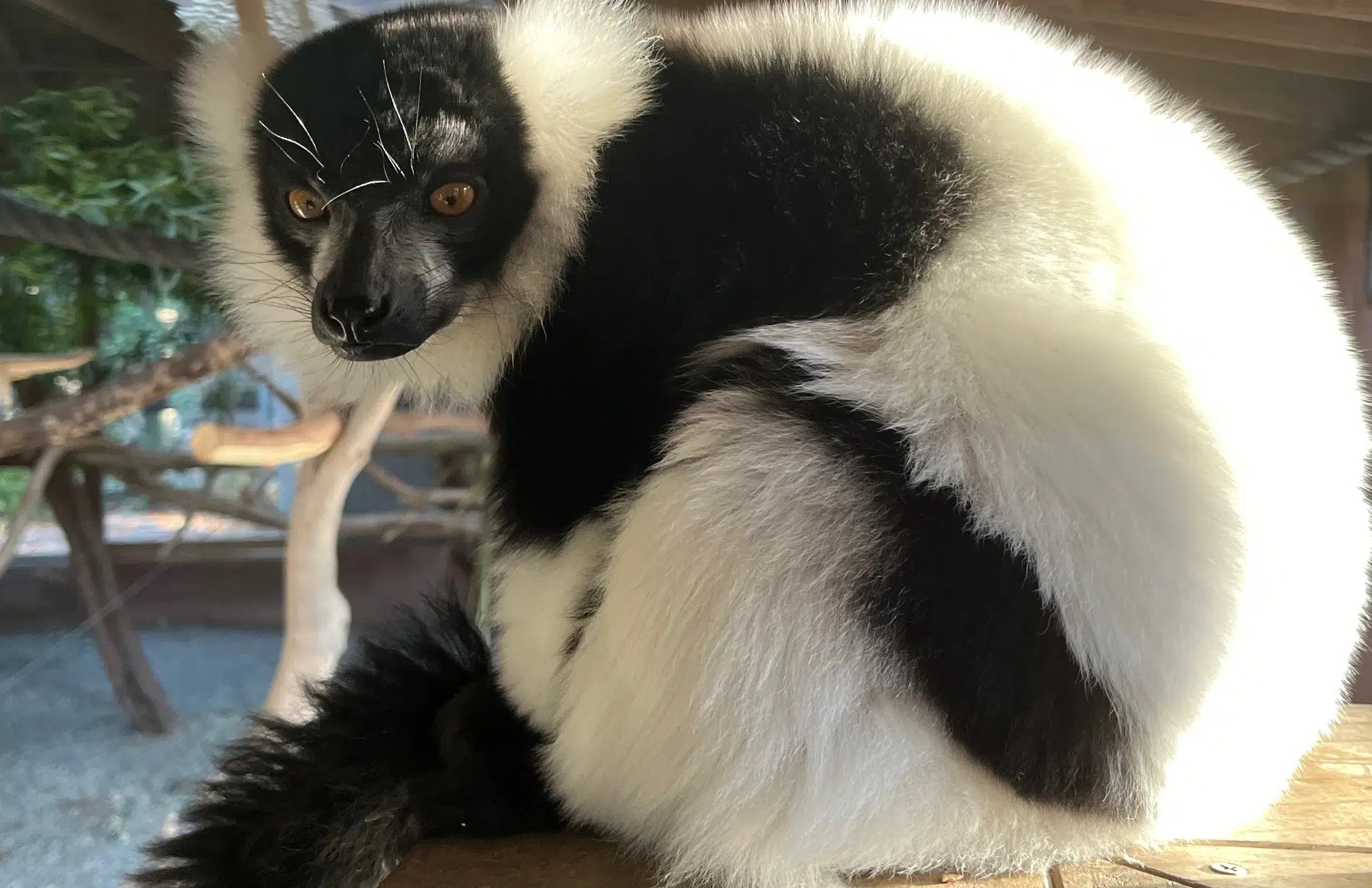 The largest pollinating mammal, The Lemurs! Global Tree Initiative