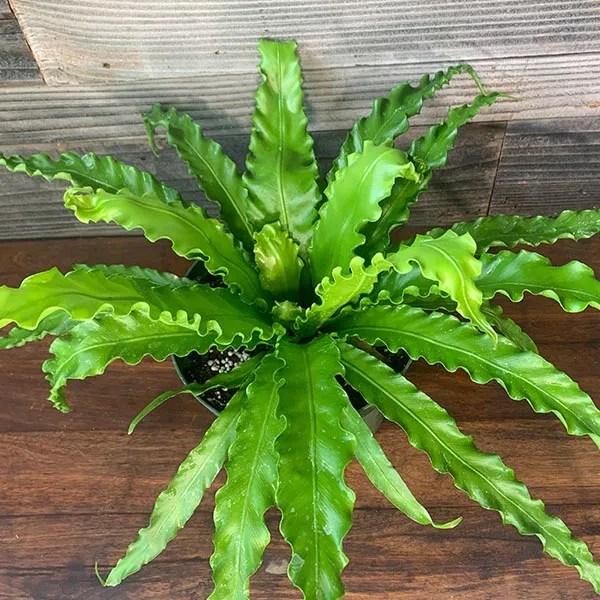 Bird'sNest Fern, Asplenium Antiquum ‘Victoria’ 6" Pot Plant Hawaii