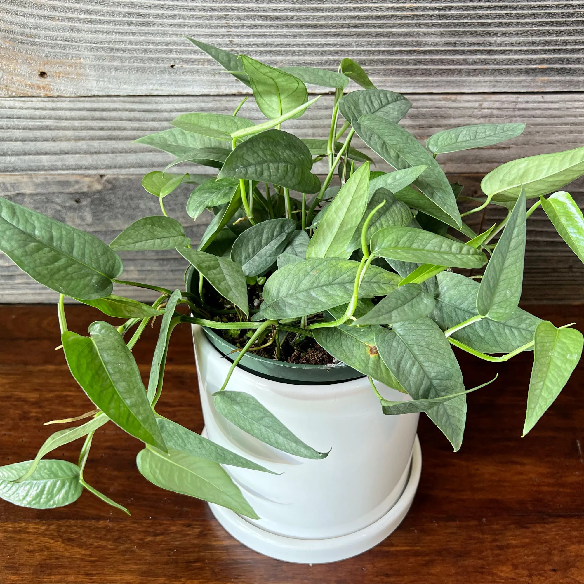 Epipremnum Pinnatum ‘Cebu Blue’ 6" Pot Plant Hawaii