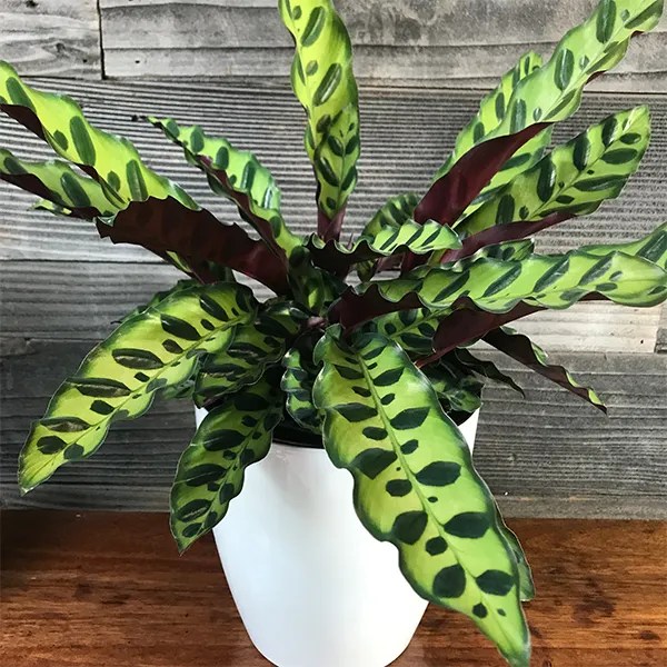 Calathea Lancifolia ‘Rattlesnake Plant’ 6" Pot Plant Hawaii