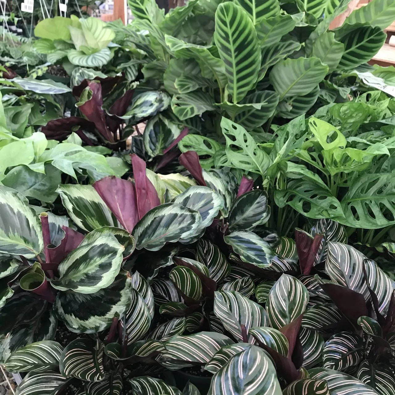 Nursery Plant Hawaii