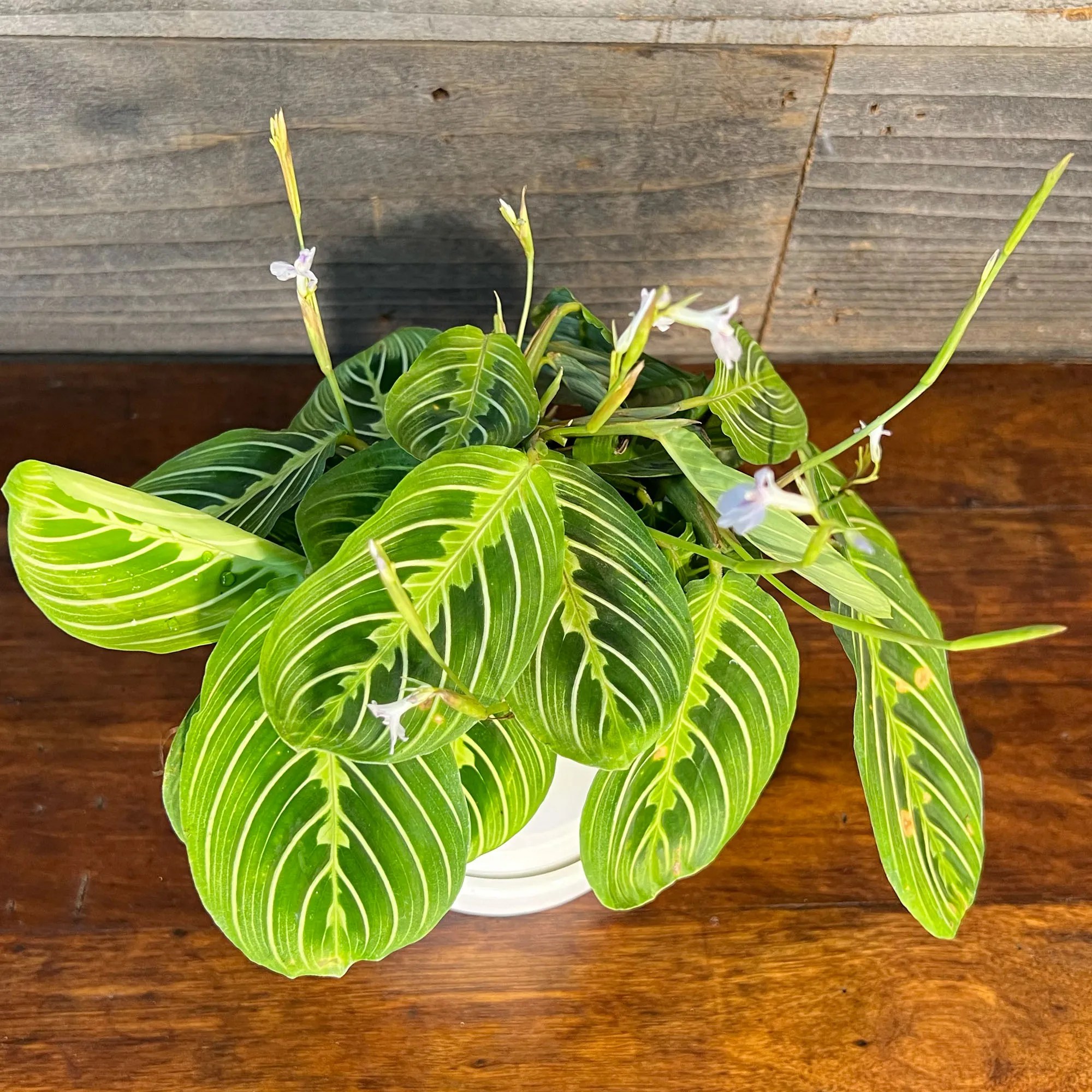 Lemon Lime Maranta Plant Hawaii