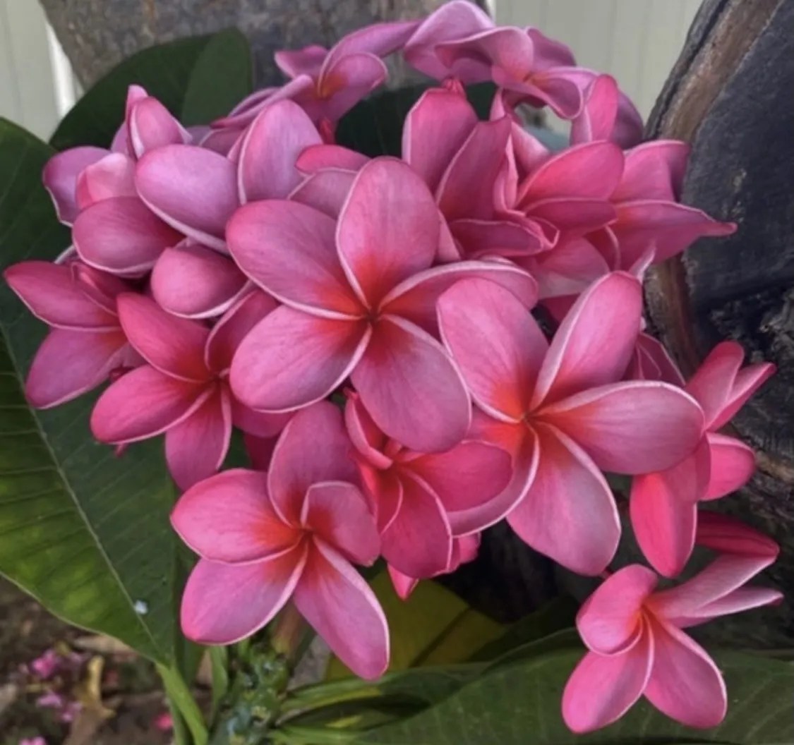 Plumeria Frangipani Kona Cranberry 5" Pot Plant Hawaii
