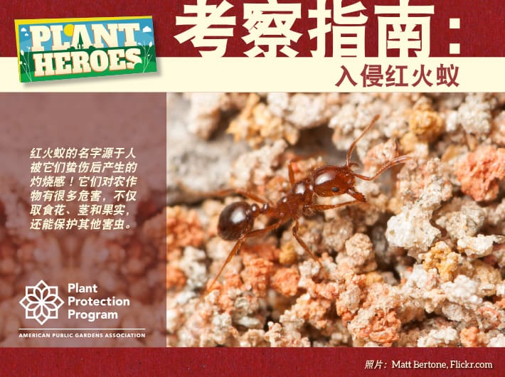 Red Imported Fire Ant Field Guide (Chinese) Plant Heroes