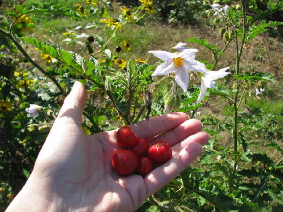 Litchi Lici Rajcica Otporna Na Bolesti I Stetocine Kuca Biljaka