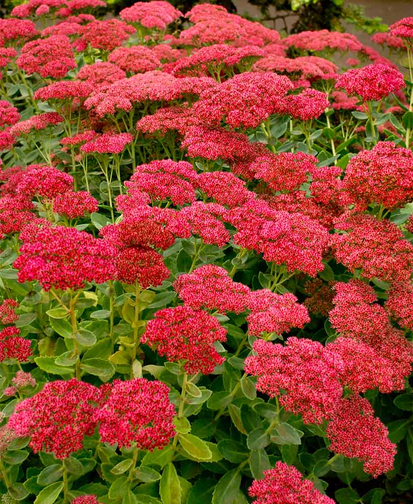 Sedum Spectabile / Autumn Fire Kuća biljaka