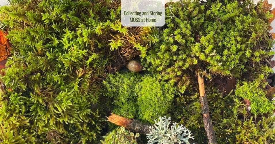 Moss Collecting, Cleaning and Storing