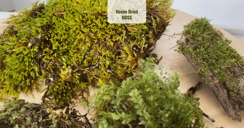 How to Revive Dried Moss, Regrow Moss Plant House & Garden Shop