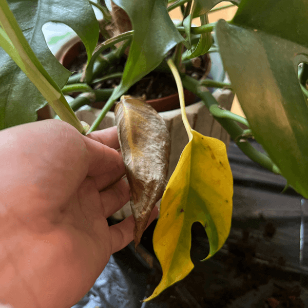 Easy tips for dealing with yellow philodendron leaves Plantication