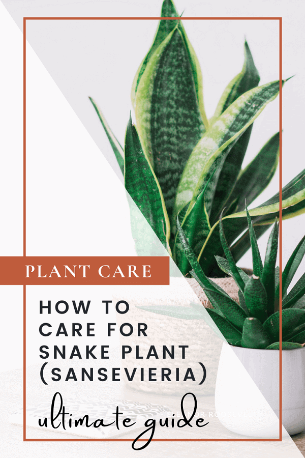 How To Care For Snake Plant Indoors The Ultimate Guide