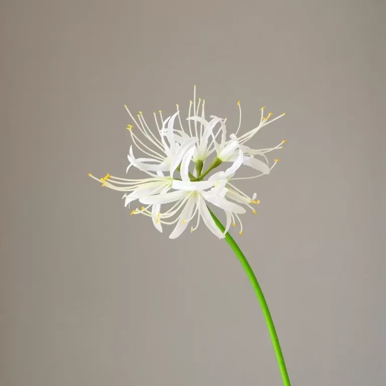 artificial spider lily silk flowers wholesle