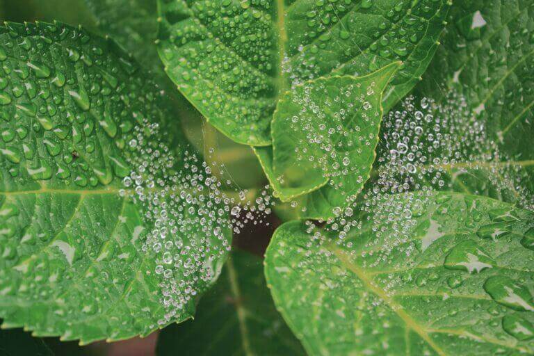 Red Spider Mites Plantinfo