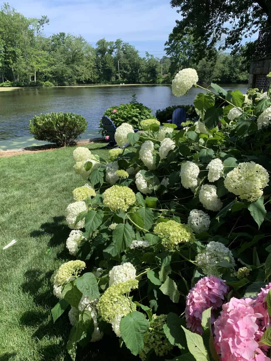 Can I Transplant my Hydrangea in the Winter? Planting 101