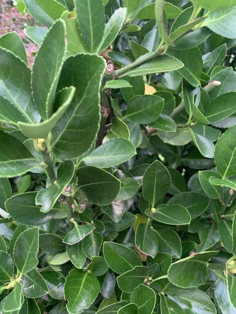 Best Evergreen Shrubs For Dry Shade at Gloria Riddick blog