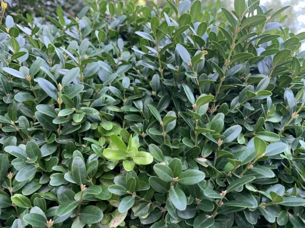 What are the Best Boxwoods for Front of House? Planting 101