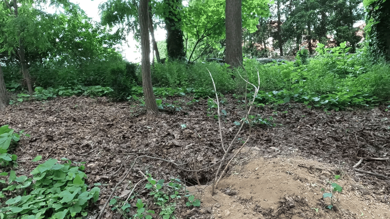 Is Your Hydrangea Dead or Alive? How to Tell Planting 101