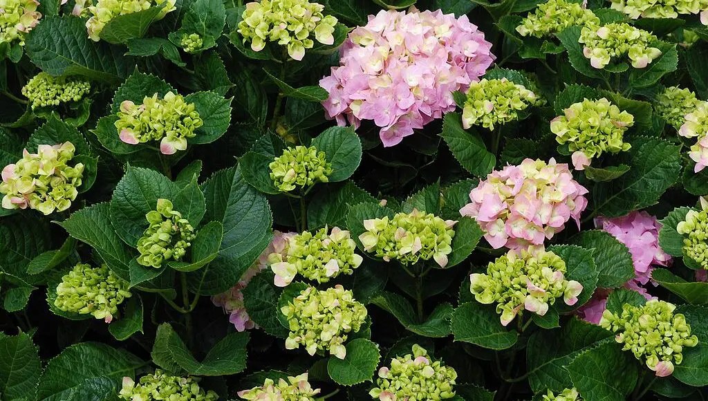 How Big Do Hydrangeas Get? (Different Varieties and Sizes)