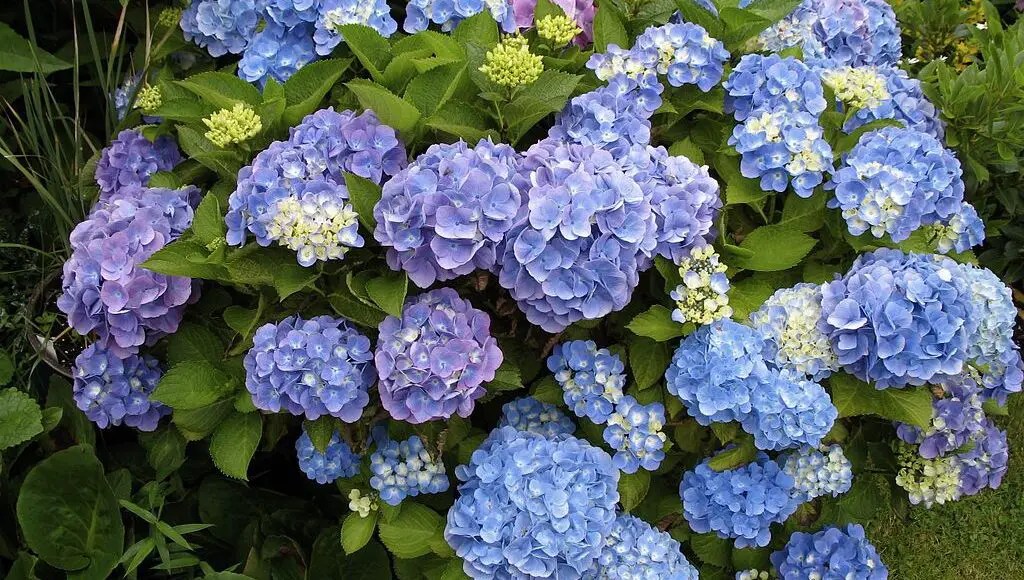 Do Hydrangeas Like Coffee Grounds?