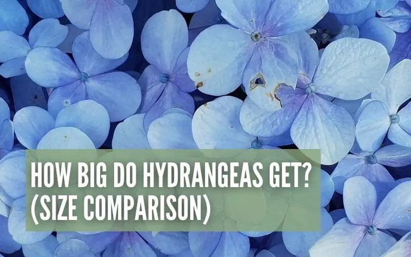 How Big Do Hydrangeas Get? (Different Varieties and Sizes)