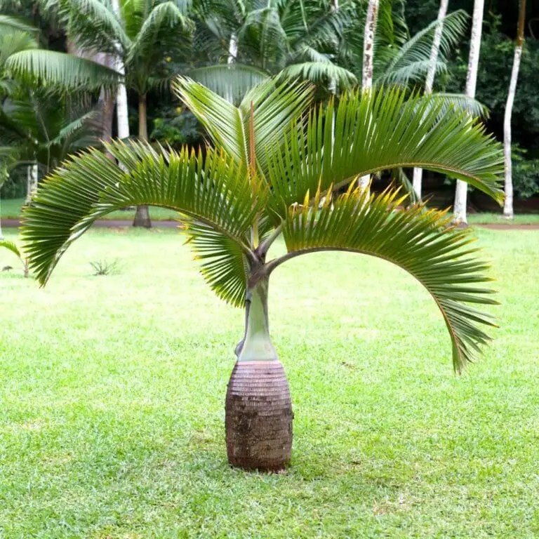 How Much Do Palm Trees Cost? Breakdown)