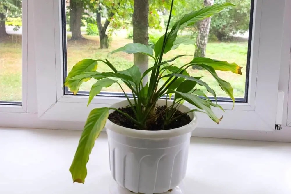 Peace Lily Leaves Turning Yellow? 10 Causes & Solutions
