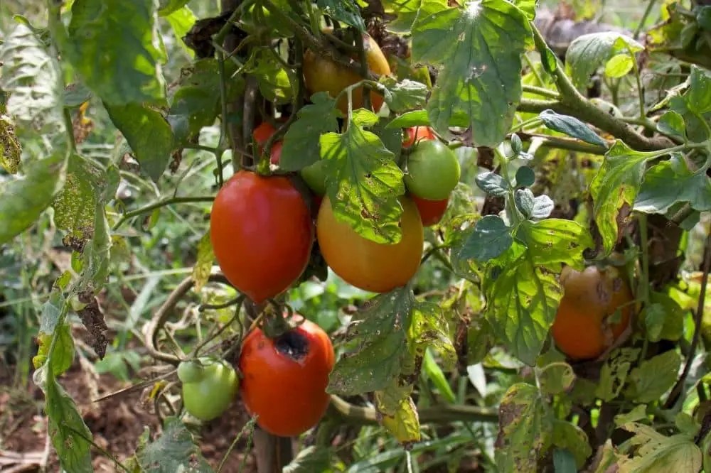 How Much Do Tomato Plants Cost?