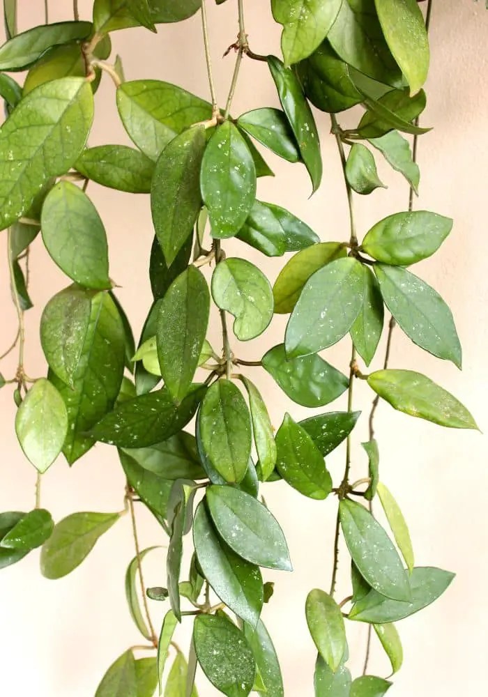 How Much Is A Hoya Plant?